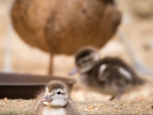 Zoologická zahrada ve Dvoře Králové zažívá babyboom. Ptačí pavilon praská ve švech
