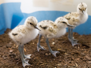 Zoologická zahrada ve Dvoře Králové zažívá babyboom. Ptačí pavilon praská ve švech