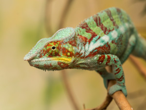 Zoologická zahrada ve Dvoře Králové zažívá babyboom. Ptačí pavilon praská ve švech
