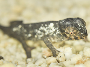 Zoologická zahrada ve Dvoře Králové zažívá babyboom. Ptačí pavilon praská ve švech