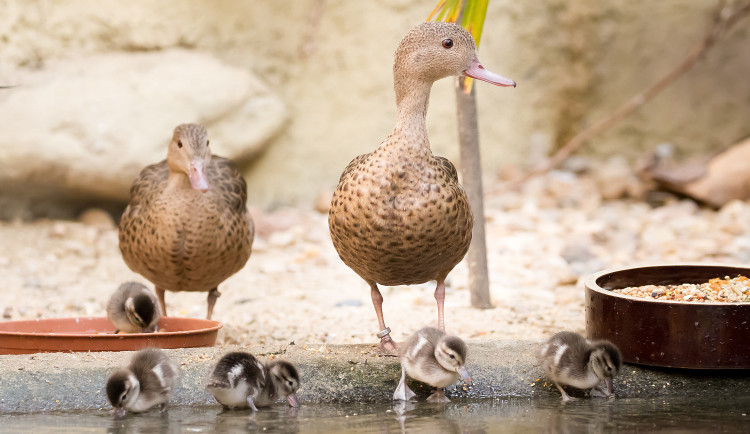 Zoologická zahrada ve Dvoře Králové zažívá babyboom. Ptačí pavilon praská ve švech.
