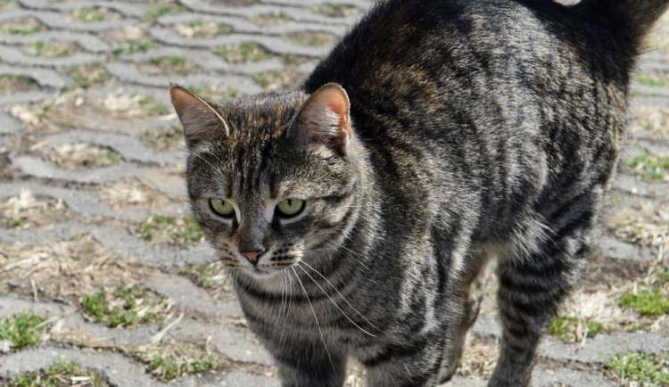 Náchod má řešení na problematiku toulavých koček, nechá je kastrovat