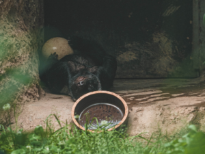 Medojed kapský s pštrosím vejcem