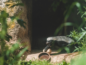 Medojed kapský s pštrosím vejcem