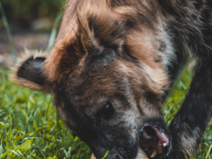 Hyena skvrnitá-Spoty