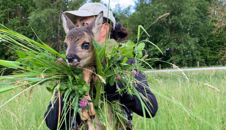 Každoročně zemřou na loukách stovky tisíc mláďat. Jejich ochrana nemůže stát jen na dobrovolnících, říká Pavla Benettová.