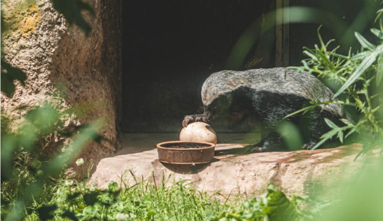 Medojed kapský s pštrosím vejcem