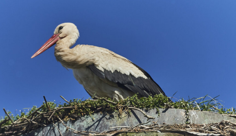 Čáp na komíně v Bohuslavicích u Trutnova