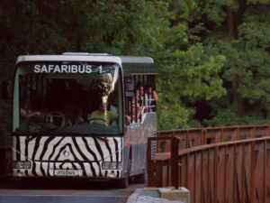 V dvorském Safari Parku probíhají nově večerní jízdy Safaribusem, do konce srpna budou denně