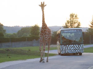 VProjížďka Safaribusem a žirafí samec Mika