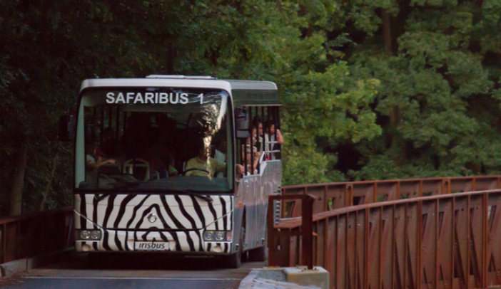Safaribus