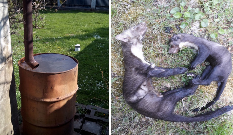 V sudu se utopila kuna i s mládětem.