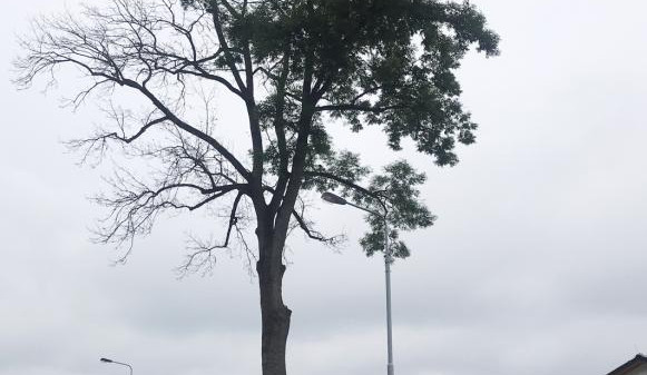 Město Trutnov se chce soudit. Někdo chemikálií ničí jasan v Horním Starém Městě.
