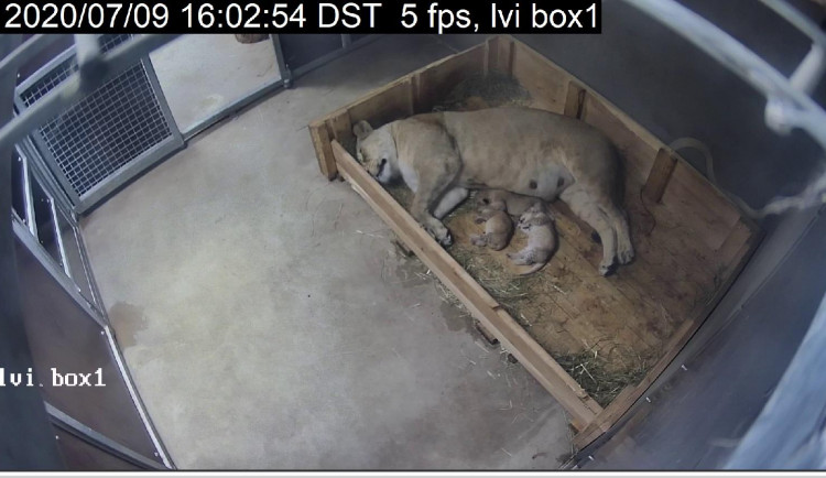 Je zoo ve Dvoře nafukovací? Ohlásila další přírůstek, tentokrát tři lvíčata.