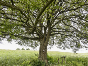 Roškopovská babyka
