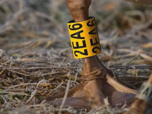 Ornitologové velmi ocení, pokud jim pošlete údaje z kroužku nalezeného mrtvého ptáka