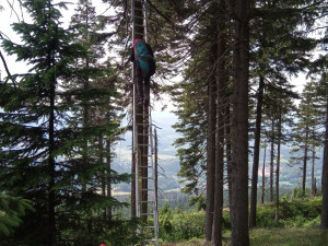 Paraglidista zůstal viset na stromě. Dolů ho sundali hasiči