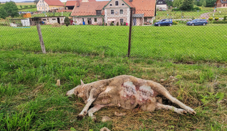 Po padesáti letech chovatel z Broumovska končí. Vlci mu zadávali poslední tři ovce
