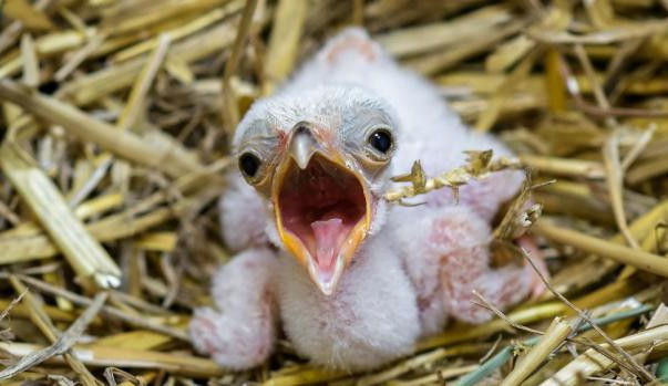 ilustrační foto-mládě hadilova písaře