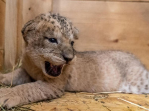 Tři nová lvíčata v Safari Parku ve Dvoře Králové jsou holky. Z porodního boxu jsou už venku