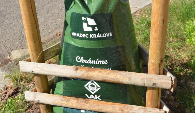 Stromy v Hradci Králové dostanou zavlažovací vaky