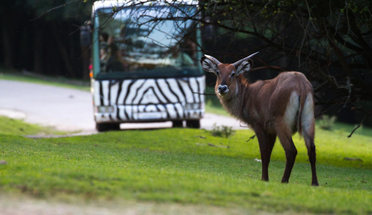 Africké safari je Evropským unikátem. Do konce prázdnin si ho mohou lidé prohlédnou za soumraku