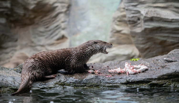 Jihočeský kraj pomůže zoologickým zahradám v regionu, přispěje částkou 400 tisíc korun