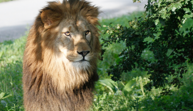 V rámci oslavy dne slonů a lvů nachystal Safari Park melounovou hostinu i sprchování slonů