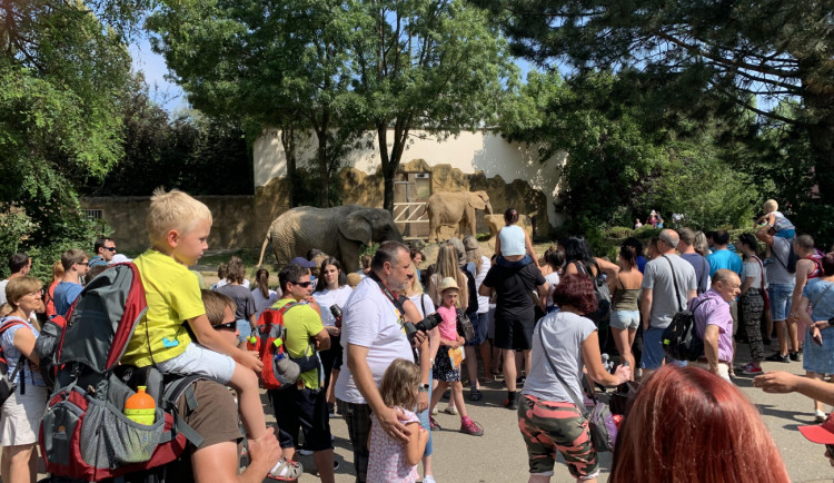 Během včerejšího odpoledne navštívilo ZOO ve Dvoře nejvíc lidí za posledních deset let. Doprava ve městě zkolabovala