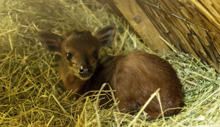 V ZOO Dvůr Králové se narodila vzácná chocholatka červená. Má se čile k světu