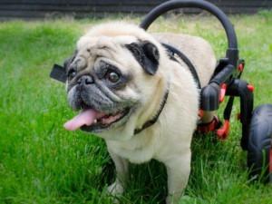 Česká firma vyrábí invalidní vozíky pro handicapované pejsky, připravuje vylepšený i pro lidi