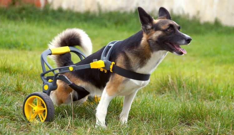 Česká firma vyrábí invalidní vozíky pro handicapované pejsky, připravuje vylepšený i pro lidi