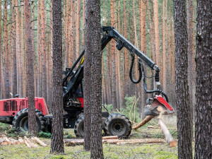 Lesy ČR vypsaly tendr na lesní práce a těžbu za 4,5 miliardy korun