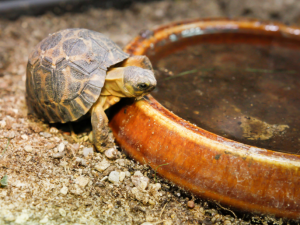 V Safari Parku Dvůr Králové se vylíhla vzácná želva paprsčitá. Překvapilo to i experty
