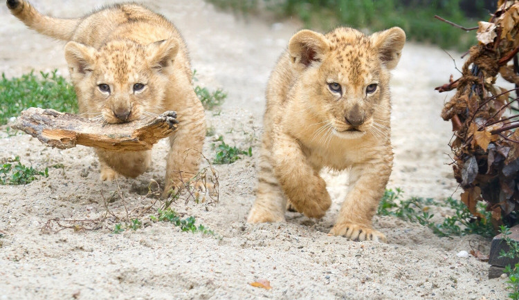 Tři malá lvíčata se dnes poprvé ukázala návštěvníkům. V zoologické zahradě nezůstanou