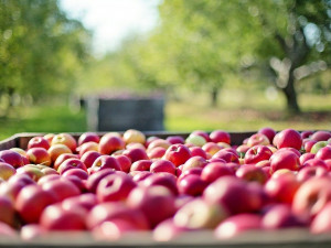 Cena jablek stoupla meziročně o skoro 70 procent. Nová sklizeň by ji měla snížit