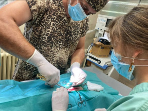 Jedno ze tří nedávno narozených lvíčat muselo na operaci. Po zákroku je v pořádku zpět u maminky
