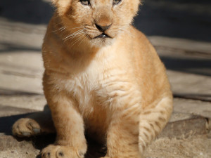 Jedno ze tří nedávno narozených lvíčat muselo na operaci. Po zákroku je v pořádku zpět u maminky