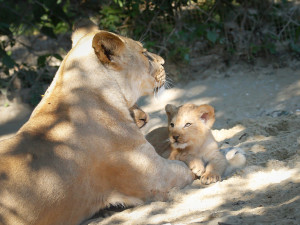 Jedno ze tří nedávno narozených lvíčat muselo na operaci. Po zákroku je v pořádku zpět u maminky