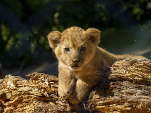 Jedno ze tří nedávno narozených lvíčat muselo na operaci. Po zákroku je v pořádku zpět u maminky