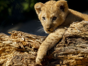 Jedno ze tří nedávno narozených lvíčat muselo na operaci. Po zákroku je v pořádku zpět u maminky