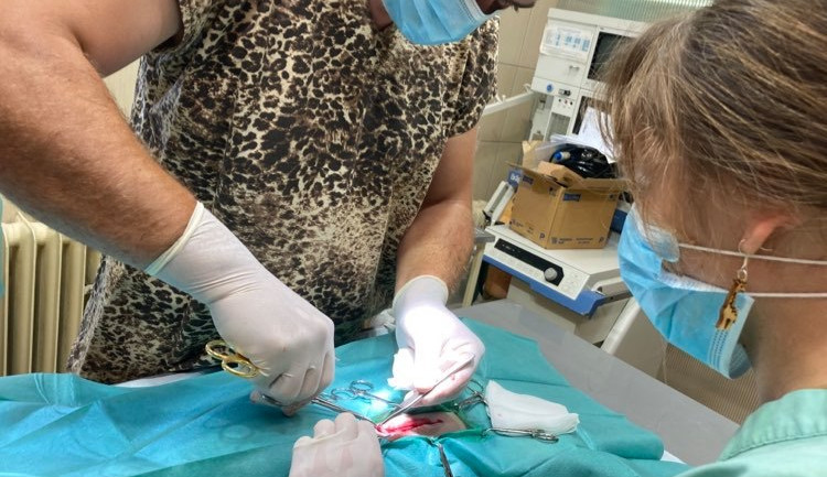 Jedno ze tří nedávno narozených lvíčat muselo na operaci. Po zákroku je v pořádku zpět u maminky