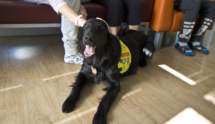 Tohle je Olaf. Každý den rozveseluje pacienty na Psychiatrické kliniky Fakultní nemocnice Hradec Králové