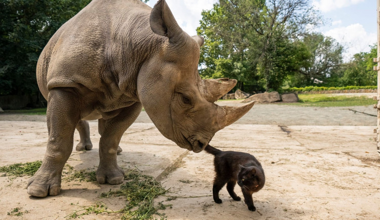 Safari Park získal na posílení chovu nosorožce z Německa. Před rokem zaútočil na auto ošetřovatelky