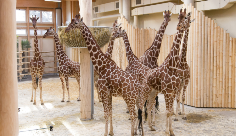 Safari Park Dvůr Králové měl navzdory koronaviru rekordní návštěvnost