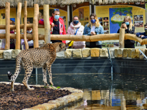 Uzavření bude pro Safari Park ve Dvoře Králové znamenat milionové ztráty. Omezení zasáhne i Týden duchů