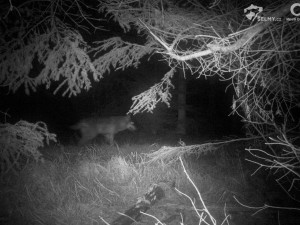 Fotopast v Orlických horách zachytila vlka. Je to poprvé v novodobé historii