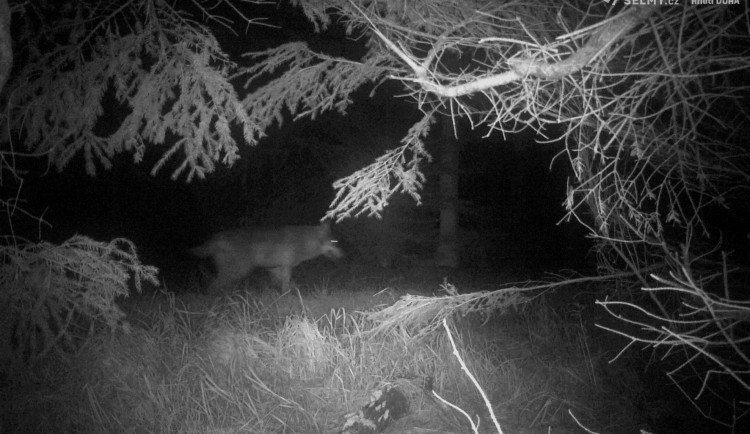 Fotopast v Orlických horách zachytila vlka. Je to poprvé v novodobé historii