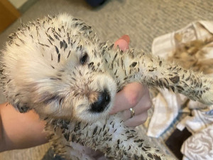 Zanedbaní psi z chovu