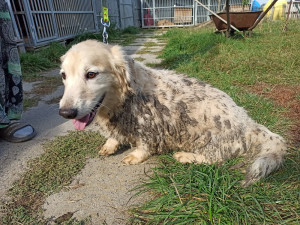 Zanedbaní psi z chovu